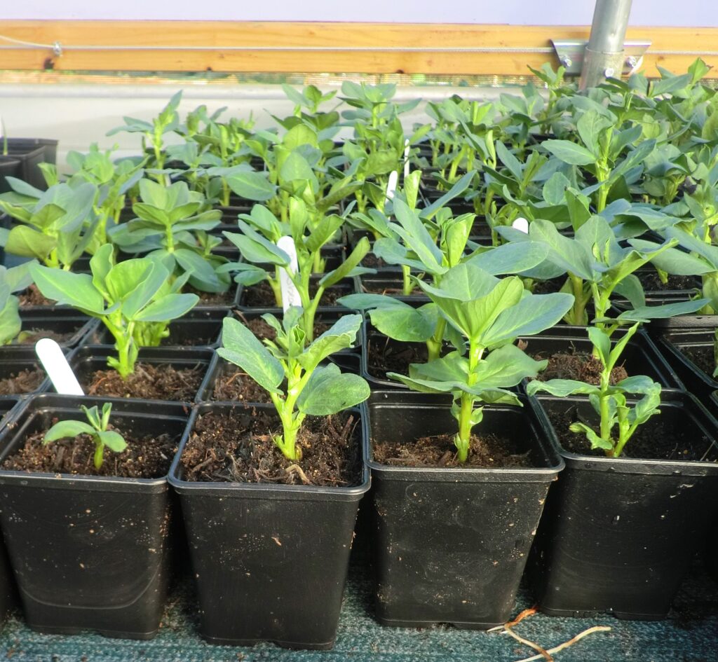 Growing Vegetables in Containers -Beans are a great plant to grow in containers! 
