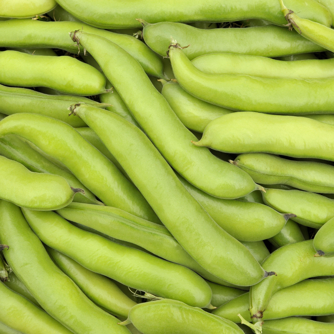 broad bean