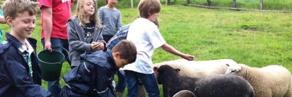 Children feeding the sheep