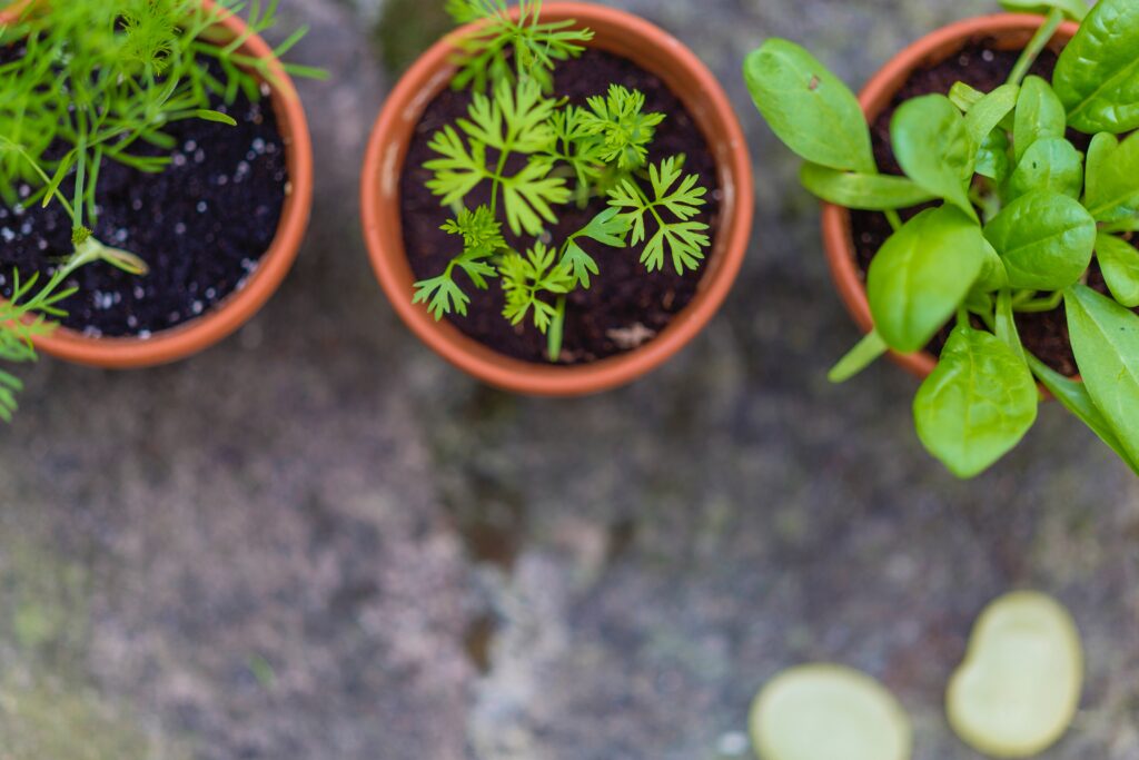 vegetable seedlings