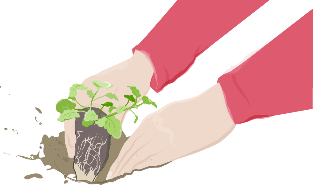 planting vegetable plant