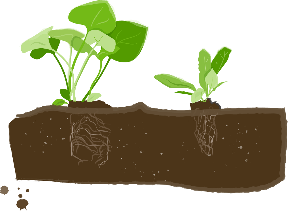 vegetable plant plugs roots